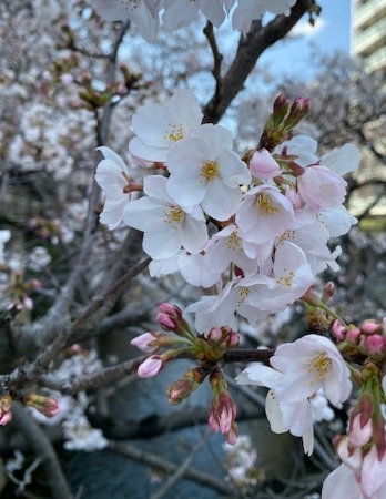 桜の小道＠神田川沿い