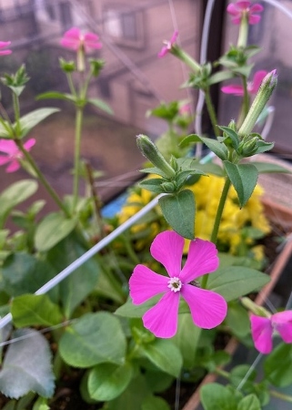 silenearmeria2_2021 、虫取撫子、ピンク色の花