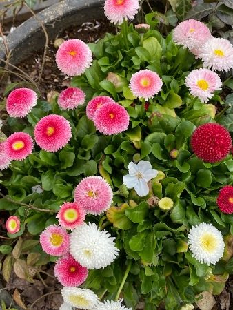 daisy2022_1 、デイジー、ピンク色、丸い花