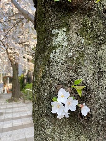 満開の桜＠神田川界隈