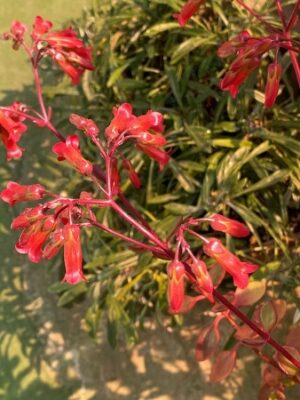 カランコエミラベラ2023の1、赤色、ベル状の花