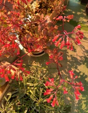 カランコエミラベラ2023の2、赤色、ベル状の花