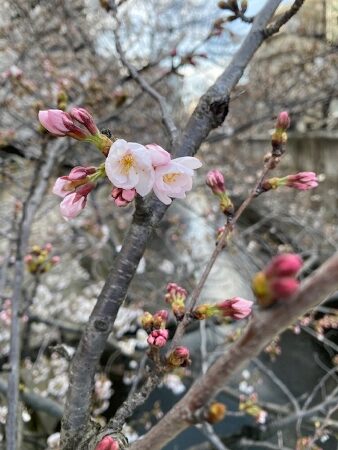 開花少し前の桜＆菜の花　神田川界隈　新宿区・豊島区・文京区