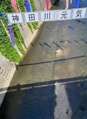 鯉のぼり2024の2、神田川、