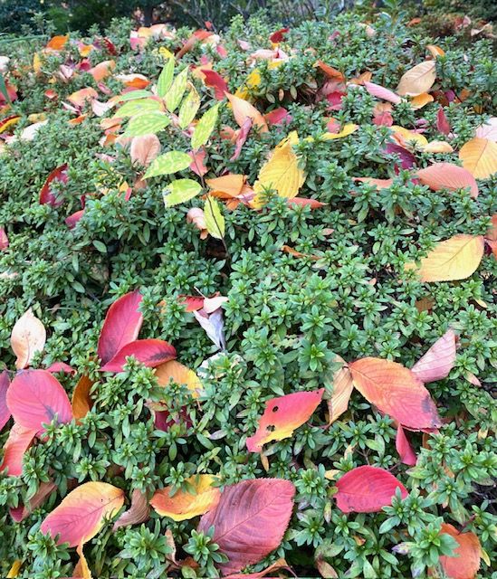 インフルエンザの予防接種